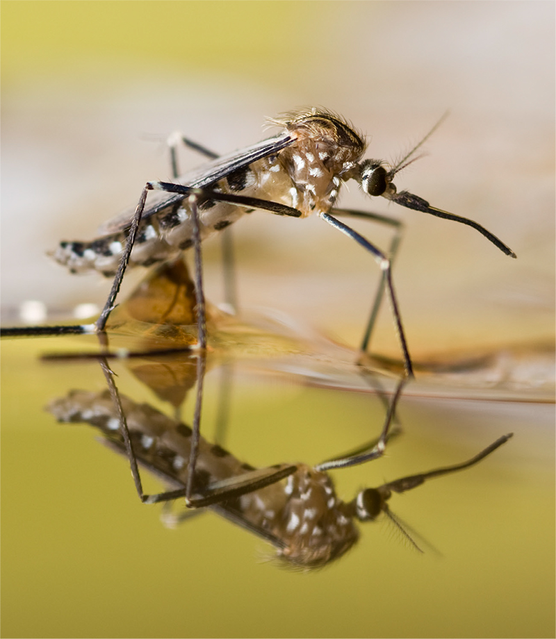 Close-up image of a mosquito.
